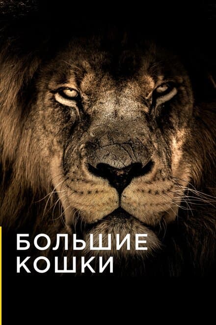 Постер к сериалу Большие кошки 2016