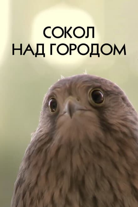 Постер к фильму Сокол над городом 2012