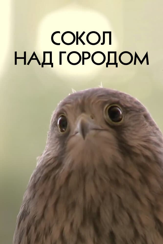 Постер к фильму Сокол над городом 2012