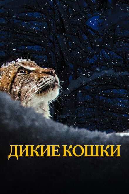 Постер к фильму Дикие кошки 2021