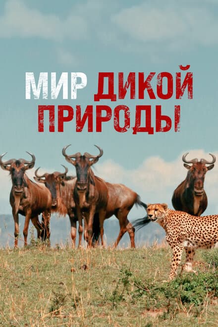 Постер к сериалу Мир дикой природы 2014