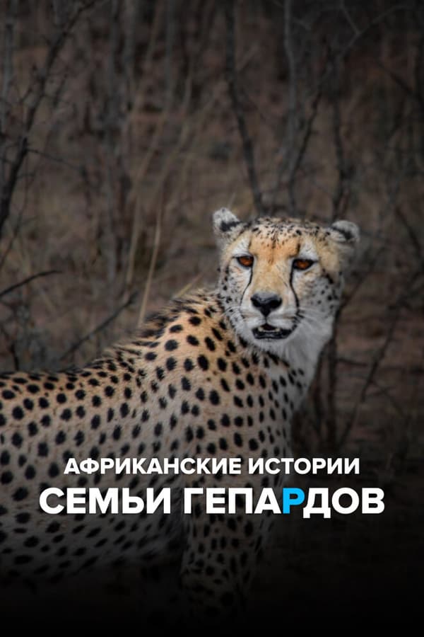 Постер к сериалу Африканские истории семьи гепардов 2020