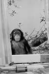 Judy the Chimpanzee