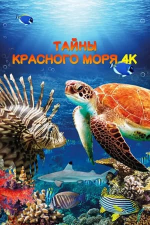 Постер к фильму Тайны Красного моря 2016